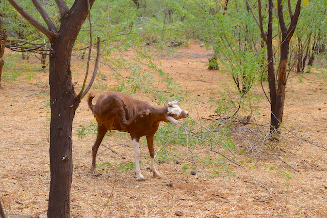 Trees also provide fodder for livestock that provide meat and milk for school children.