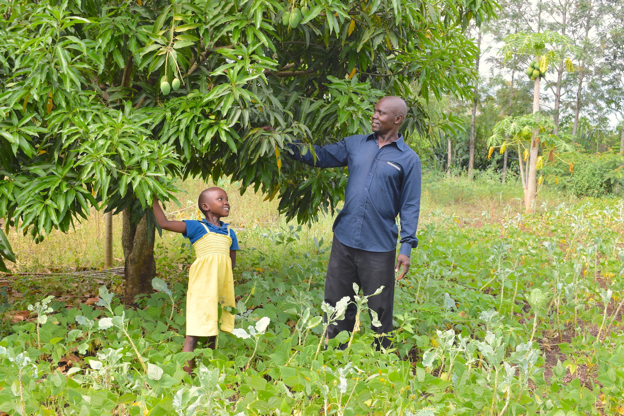 Trees improve the productivity of soils in farms. 