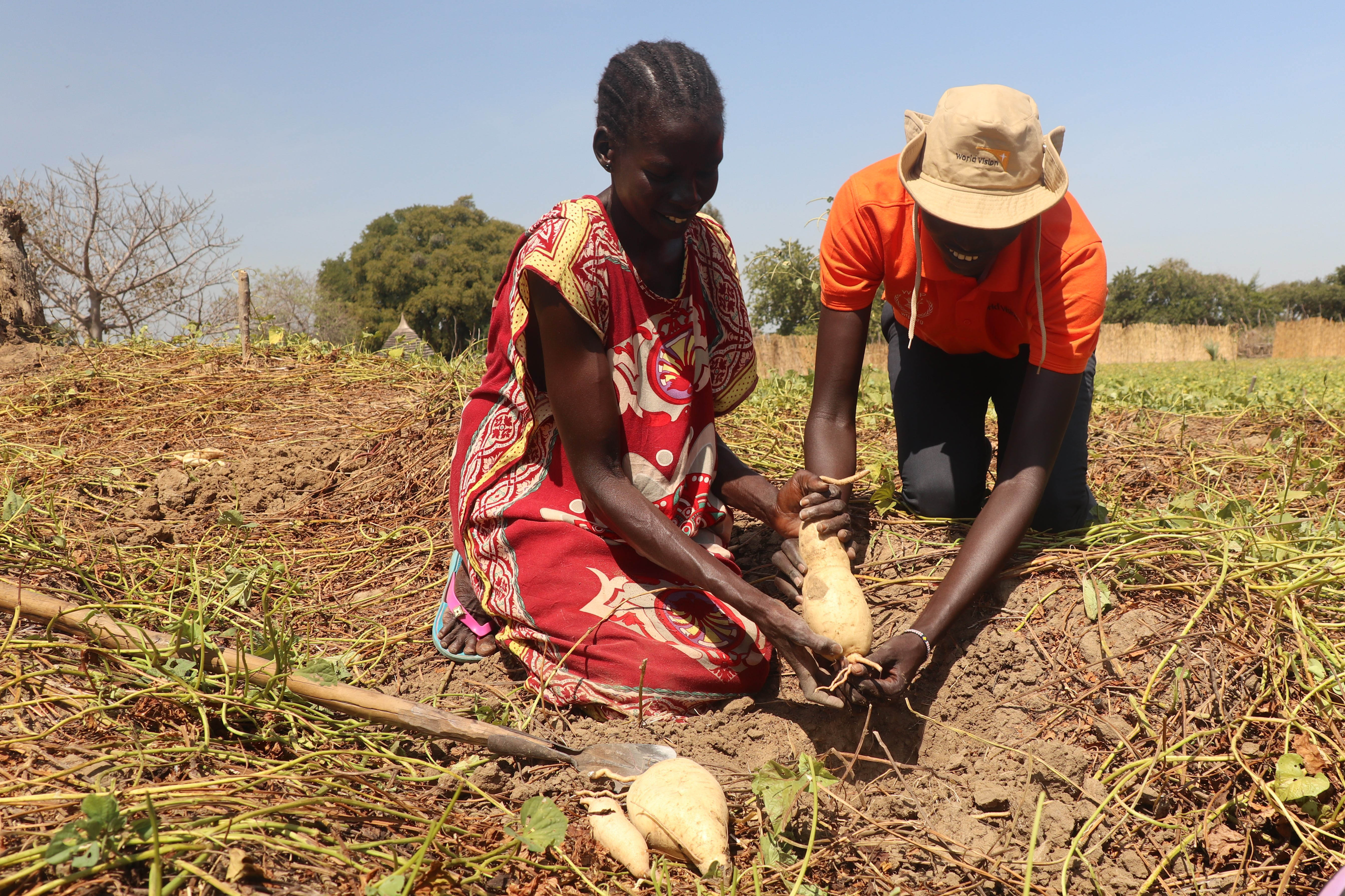 FFA Asunta Sweet Potatoes