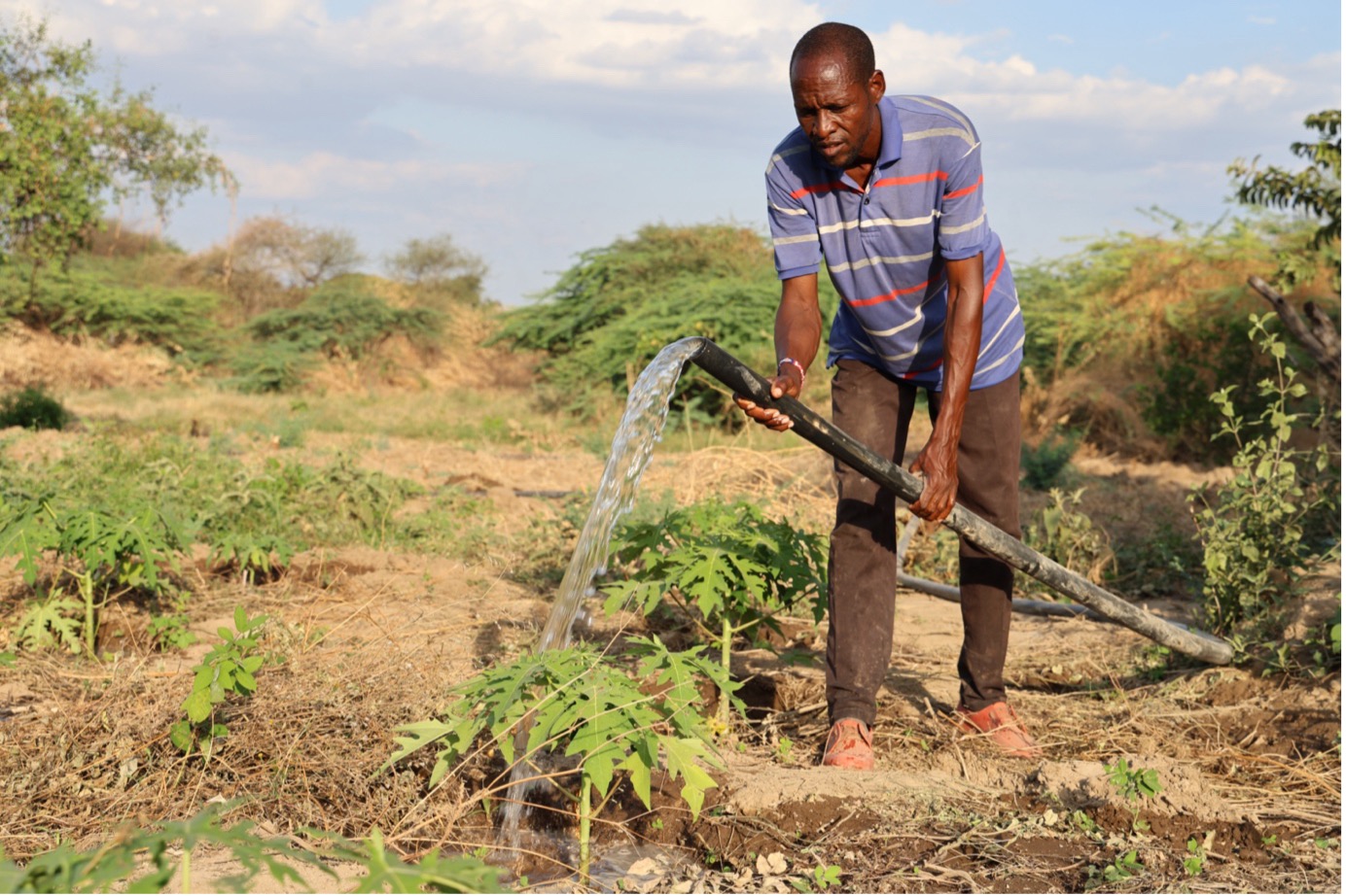 Murunka waters pawpaw seedlings on his demonstration farm. Each kilogram of pawpaw fruit sells for Ksh. 200. © World Vision Photo/Felix Pilipili 