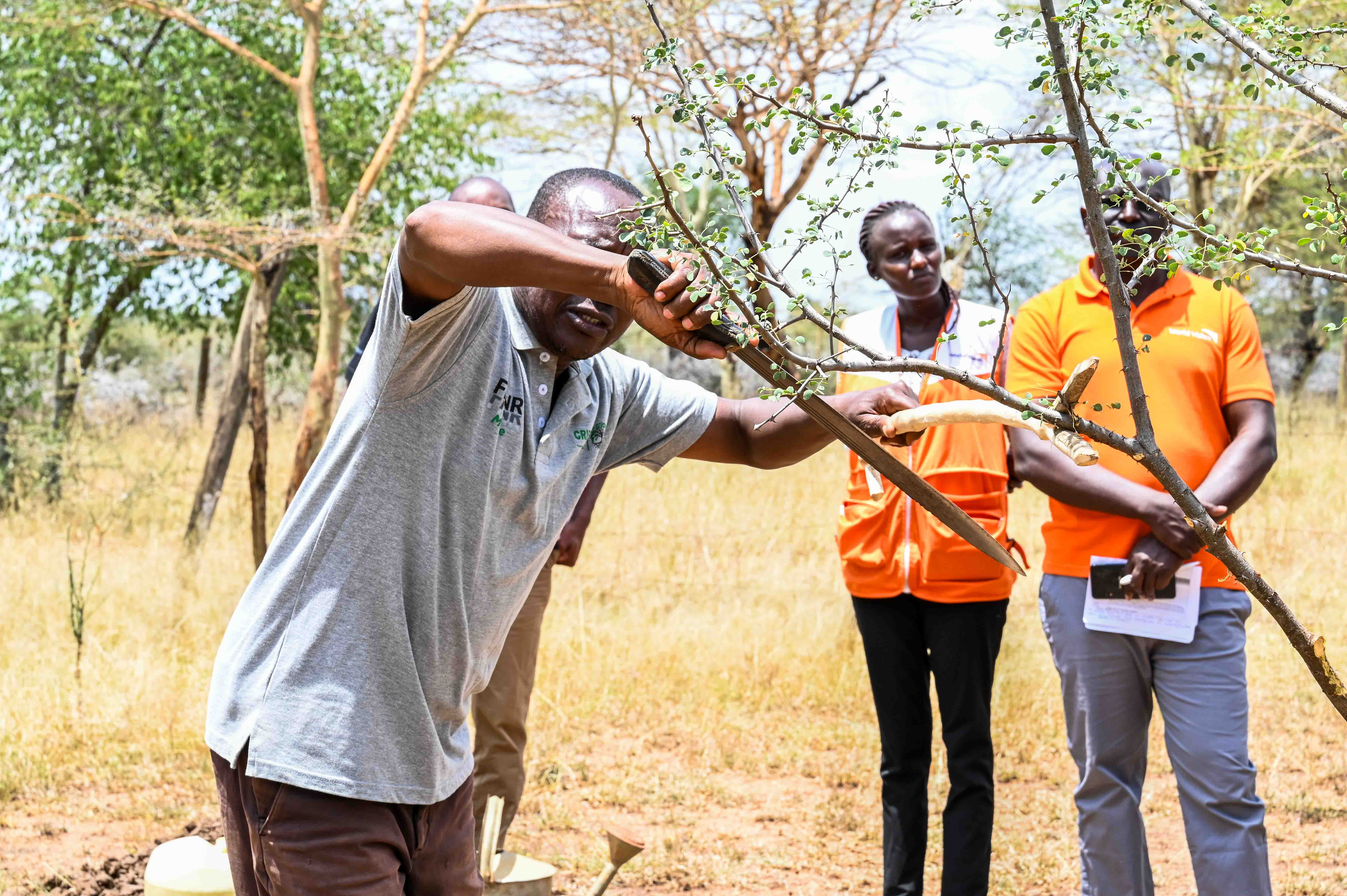 Zakayo demonstrating how to prune a tree.