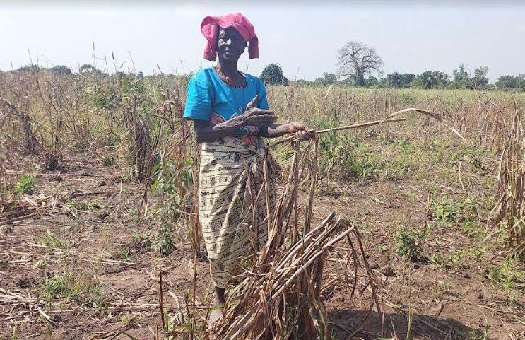 A woman standing in a field with dead crops