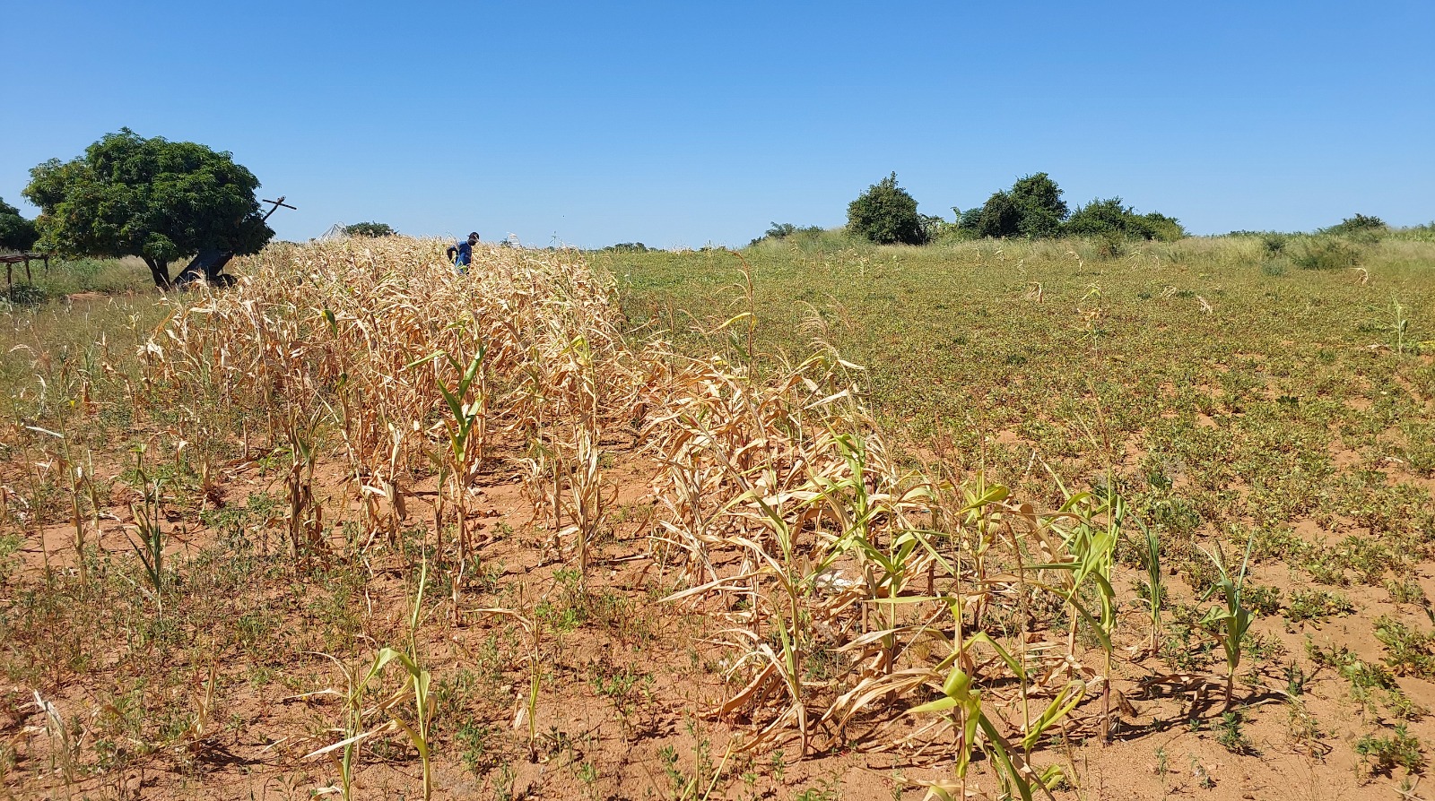 Struggling Against El Nino: Families in Zimbabwe Battle Drought