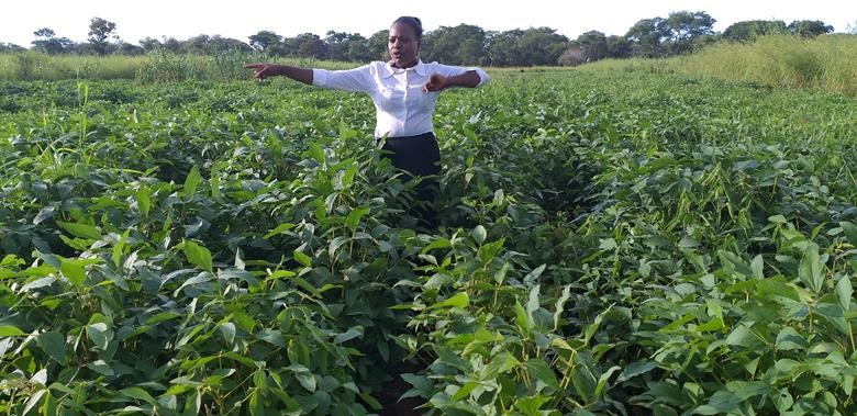 Catherine in her Soya Beans field.