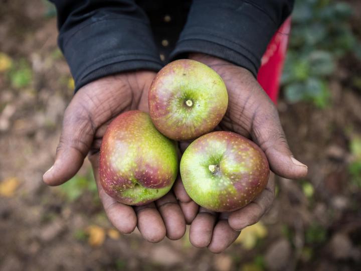 A farmer holds apples in Rwanda